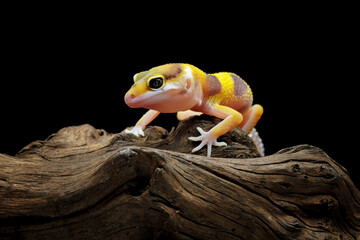 leopard gecko lizard on wood with black background, eublepharis macularius