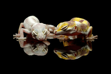 Naklejka premium Two different morph types of leopard gecko in one frame with black reflection, eublepharis macularius, animal closeup