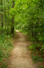 Fototapeta na wymiar Hiking Pathway in Forest Park in Northern Michigan woods