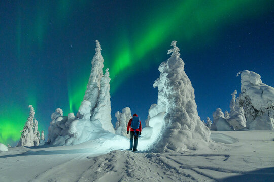 Hiker with backpack enjoying watching the Aurora Borealis (Northern Lights) over frozen trees, Riisitunturi National Park, Posio, Lapland, Finland, Europe
