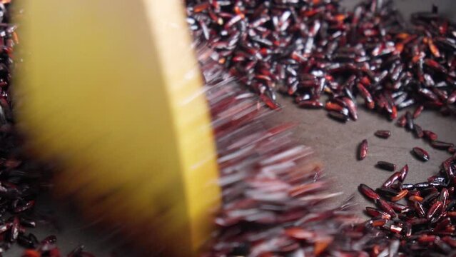 Black rice is a range of rice types of the species Oryza sativa. Cooking close up