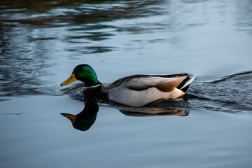 Closeup of Ducks Floating in the American River in Sacramento, CA