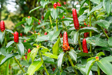 Costus spicatus, also known as spiked spiralflag ginger or Indian head ginger, is a species of herbaceous plant in the Costaceae family