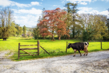 Dolaucothi Gold Mines