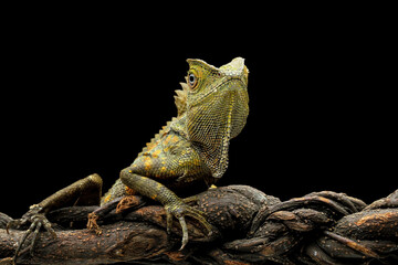 Forest dragon reptile on a branch, head and spiked forest dragon lizard, Gonocephalus...