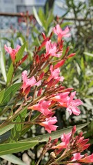 Flowers of Nerium oleander also known as Rose laurel, adelfa blanca etc