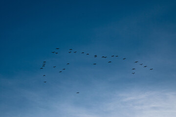 Flock of Birds Flying Over Sacramento  American River