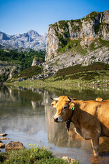 Cows around lake Ercina in Picos de Europa, Asturias, Spain