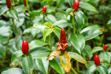 Costus spicatus, also known as spiked spiralflag ginger or Indian head ginger, is a species of herbaceous plant in the Costaceae family
