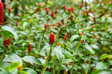 Obraz premium Costus spicatus, also known as spiked spiralflag ginger or Indian head ginger, is a species of herbaceous plant in the Costaceae family