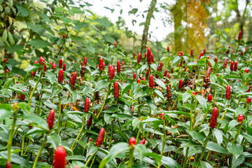 Costus spicatus, also known as spiked spiralflag ginger or Indian head ginger, is a species of herbaceous plant in the Costaceae family