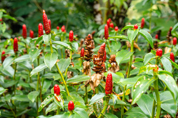 Costus spicatus, also known as spiked spiralflag ginger or Indian head ginger, is a species of herbaceous plant in the Costaceae family