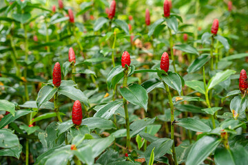 Costus spicatus, also known as spiked spiralflag ginger or Indian head ginger, is a species of herbaceous plant in the Costaceae family