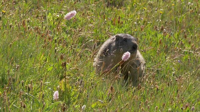 Une marmotte mange de la gentiane