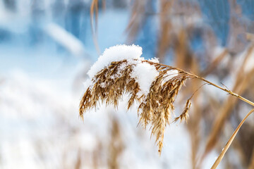 dry reed panicle under snow in winter
