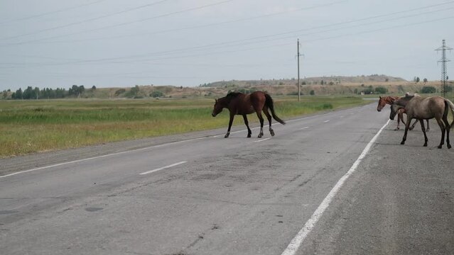 Horse herd walk in middle of asphalt road