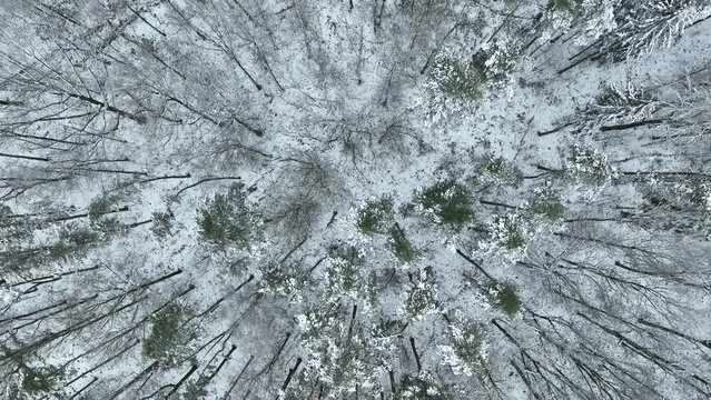 Mischwald im Winter, Luftaufnahme 