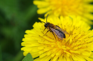 A bee pollinates a dandelion