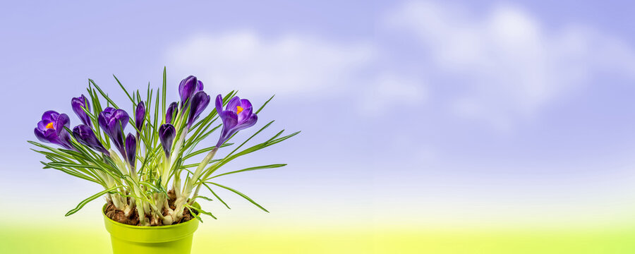 blooming crocuses in a flowerpot in sunshine on abstract sky background, natural floral spring background with copy space