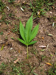 Cannabis Ruderalis Leaf on Dry Ground 