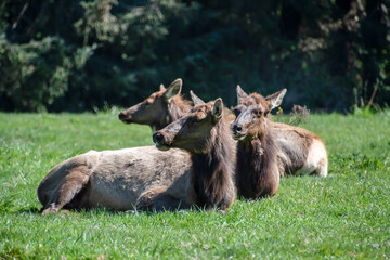 Herd of Elk Lounging in Humboldt County, CA