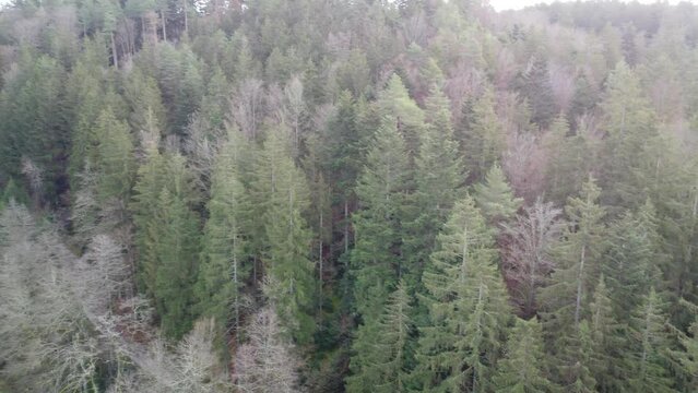 aerial photo of the forest in bavaria with dense needle trees and clearings as a green  gras
