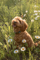 Goldendoodle puppy sitting in a flower field of daisies 