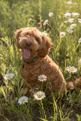 Goldendoodle dog sitting in a flower field of daisies 