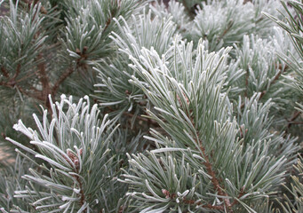 Naklejka na ściany i meble The pine tree is covered with frost in winter. Needles in the snow. Frost on the branches. The first frosts, frost and hoarfrost. Freezing.
