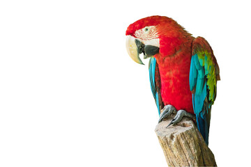 Scarlet Macaw Bird on branch