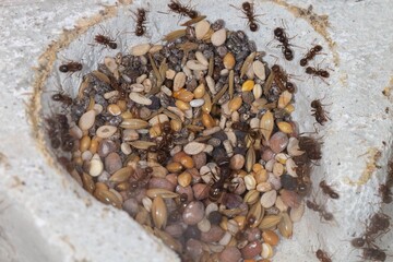 Colonie de Messor structor avec couvains, ouvrières et future gyne