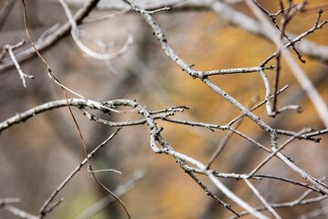 Tree branches in autumn, october