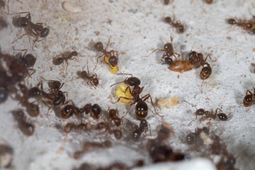 Colonie de Messor structor avec couvains, ouvrières et future gyne