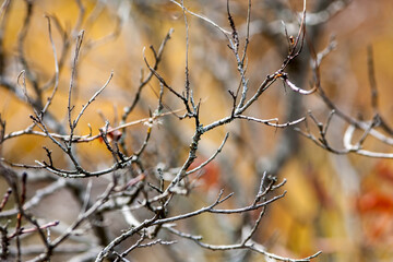 Tree branches in autumn, october