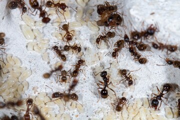 Colonie de Messor structor avec couvains, ouvrières et future gyne