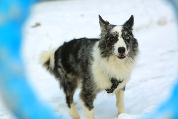 border collie dog playing with rubber ring close up photo on white snow background
