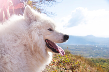 Portrait of a Samoyed dog in close-up against a background of nature.