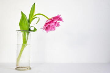 Beautiful pink tulip flower in a glass vase against a white wall. Side view, text space.