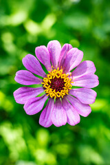 Obraz premium A beautiful close-up of a flower in a summer garden against a background of green leaves. Vertical image.