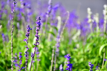 lavender flowers in the field