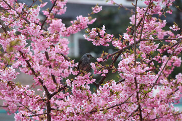 河津桜