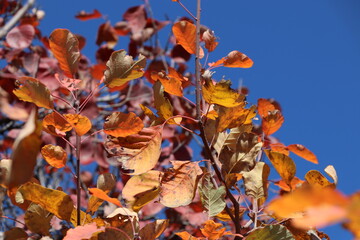 autumn leaves in the sky
