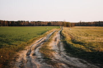Fototapeta na wymiar Dirt road leading through field in spring sunset warm light