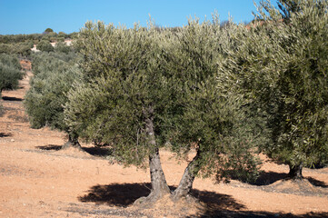 Olivos centenarios en olivar mediterráneo español