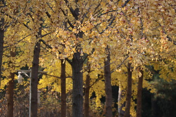 Autumn trees