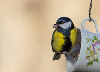 Kohlmeise © Matthias Puschnik
