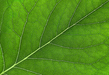 The texture of a part of a green leaf. Symmetrical pattern. Macro background. Natural background. View from above. Copy space 
