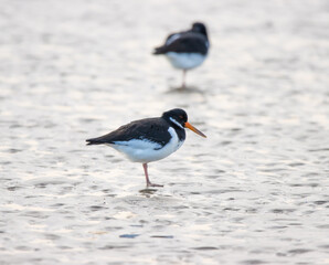 oystercatcher bird on beach