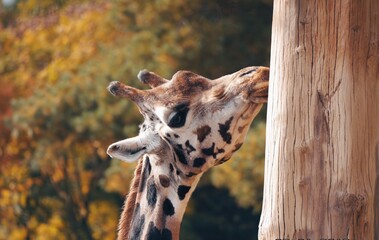 giraffe in the zoo