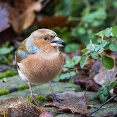 Finch eating a sunflower seed